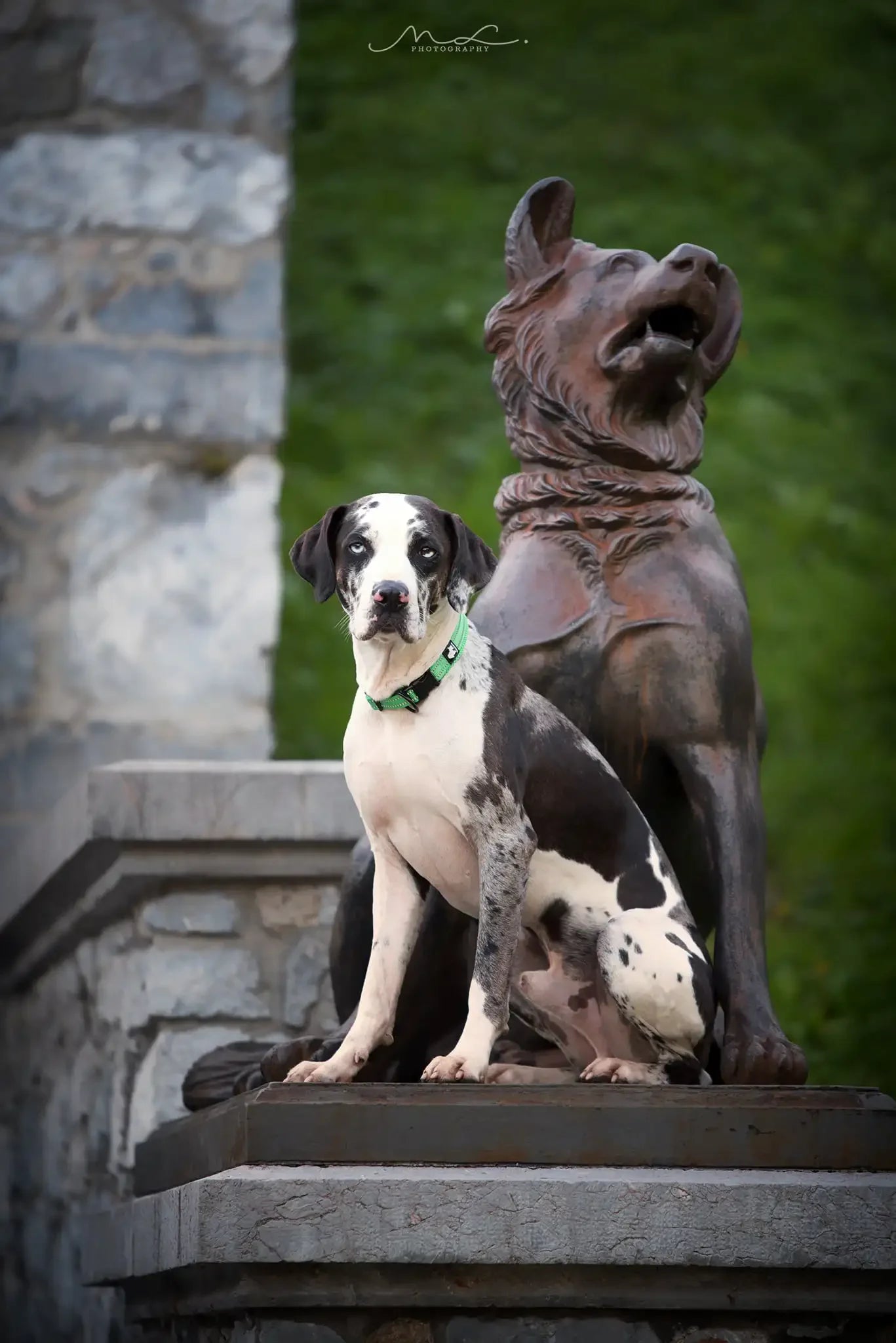 Adjustable Nylon Padded Reflective Collar