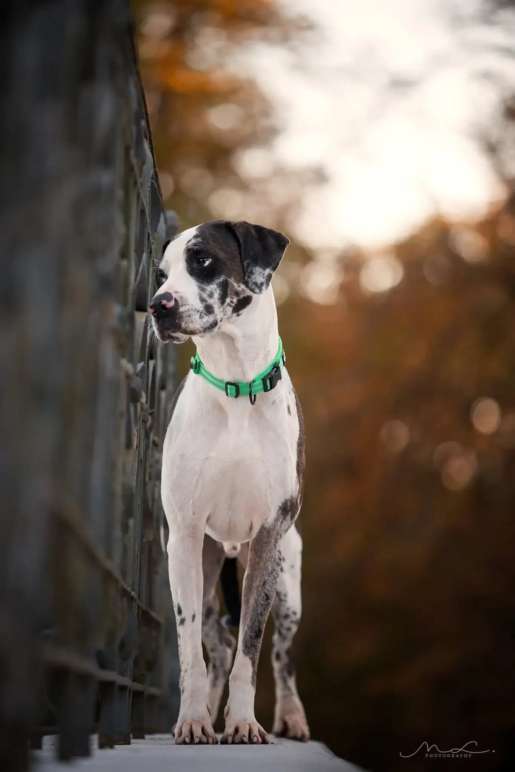 Adjustable Nylon Padded Reflective Collar